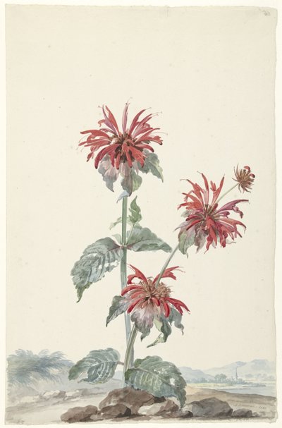 Eine rote Bergamotte in einer Landschaft von Aert Schouman (signed by artist)