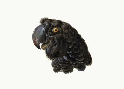 Kakadu von Aert Schouman