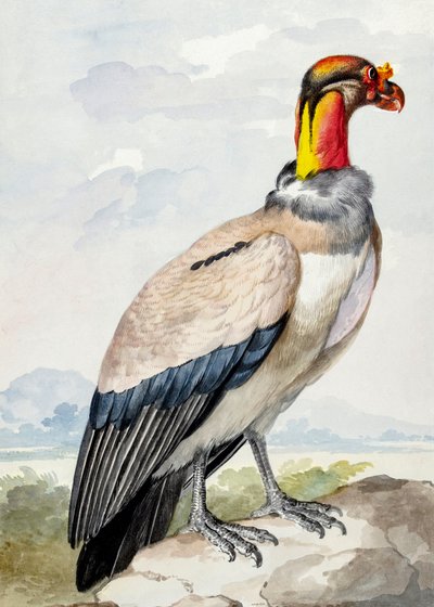 Stein-Kiebitz von Aert Schouman