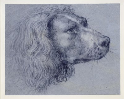 Kopfstudie eines Spaniels von Agostino Carracci