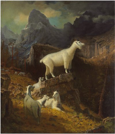 Rocky Mountain Ziegen, ca. 1885 von Albert Bierstadt