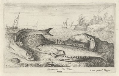 Drei gefleckte Petermännchen am Strand von Albert Flamen