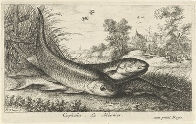 Drei Döbel am Flussufer (Cephalus. Le Meunier.) (Fische und andere Meerestiere - Süßwasser erste Reihe) (Diverses Especes de Poissons d