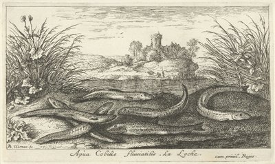 Schlammkriecher am Flussufer von Albert Flamen