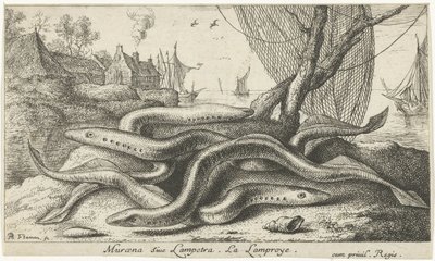 Flussneunaugen am Ufer von Albert Flamen
