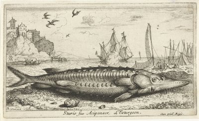 Stör am Strand von Albert Flamen