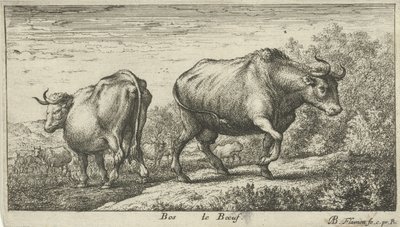 Stiere von Albert Flamen