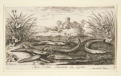 Der Elritze, aus dem zweiten Teil der Serie Süßwasserfische von Albert Flamen