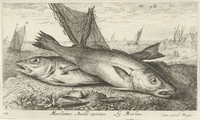 Zwei Wittlinge am Strand (Merlanus. Aselli species, Le merlan) von Albert Flamen