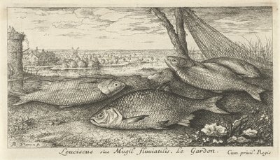 Vier Rotaugen bei einem Fischernetz von Albert Flamen