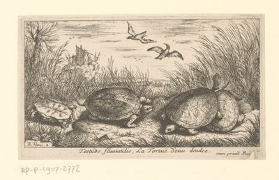 Vier Süßwasserschildkröten zwischen Gras und Schilf von Albert Flamen