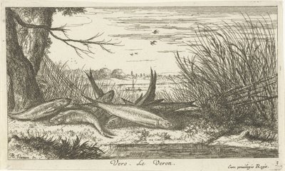 Rotaugen auf einem Flussufer von Albert Flamen