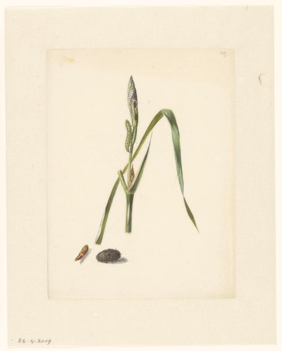 Studie von Iris mit Raupe, darunter ein Kokon und eingesponnene Raupe von Albertus Steenbergen
