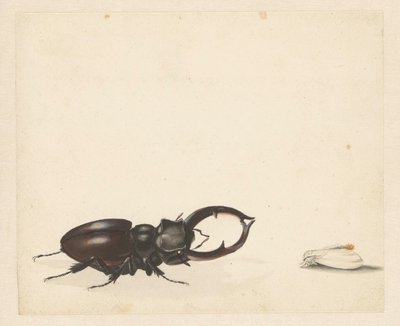 Studienblatt mit fliegendem Hirschkäfer und frisch geschlüpftem Nachtfalter von Albertus Steenbergen