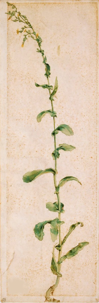 Eine Tabakpflanze von Albrecht Dürer