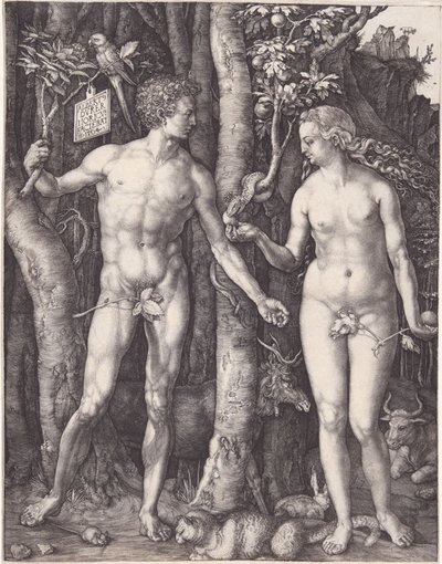  von Albrecht Dürer