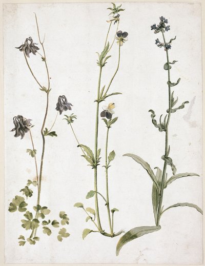  von Albrecht Dürer