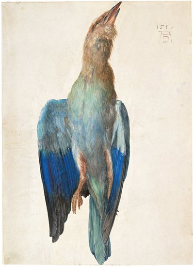 Tote Blauracke von Albrecht Dürer