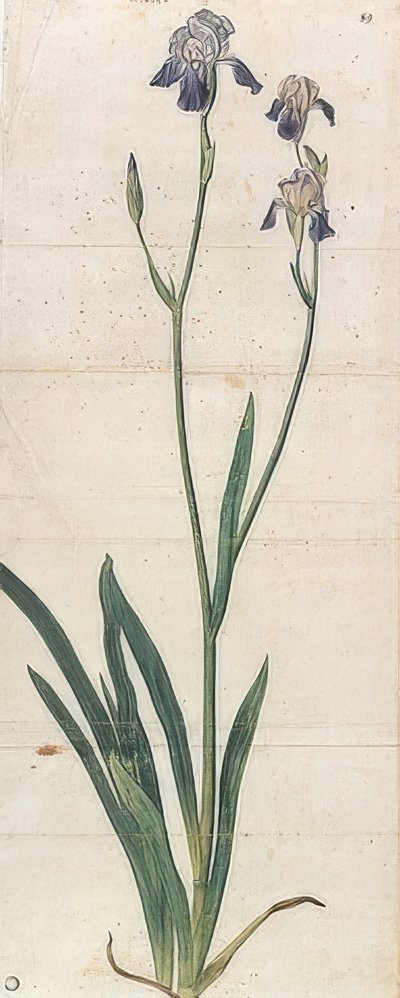 Blau blühende Schwertlilie - Iris Germanica von Albrecht Dürer