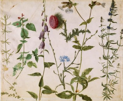 Acht Studien von Wildblumen, ca. 1515-1520 von Albrecht Dürer