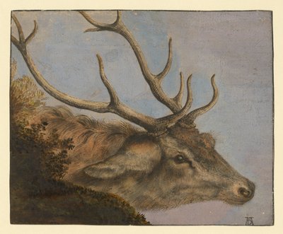 Hirschkopf von Albrecht Dürer