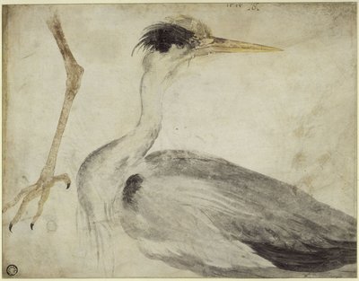 Reiher von Albrecht Dürer