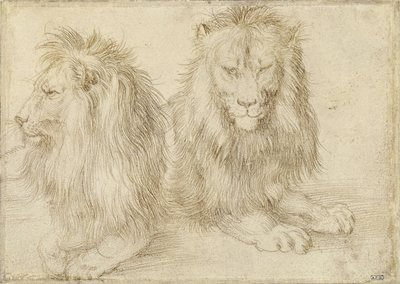 Zwei sitzende Löwen von Albrecht Dürer