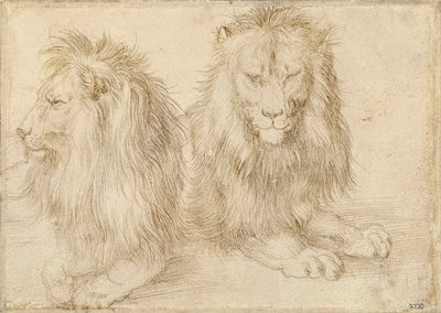 Zwei sitzende Löwen von Albrecht Dürer