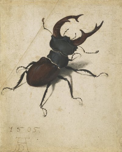 Hirschkäfer von Albrecht Dürer