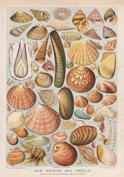 Britische Meeresmuscheln von Alexander Francis (after) Lydon