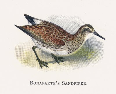 Der Bonapartes Strandläufer von Alexander Francis Lydon