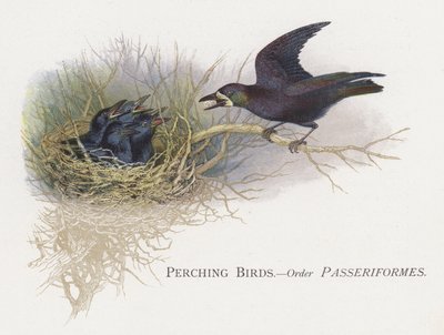 Sitzende Vögel, Ordnung Sperlingsvögel von Alexander Francis Lydon
