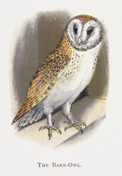 Die Schleiereule von Alexander Francis Lydon