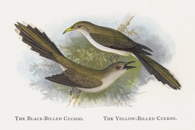 Der Schwarzschnabelkuckuck, Der Gelbschnabelkuckuck von Alexander Francis Lydon