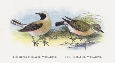 Der Schwarzkehlchen, Der Isabellasteinschmätzer von Alexander Francis Lydon
