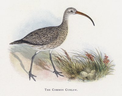 Der Große Brachvogel von Alexander Francis Lydon