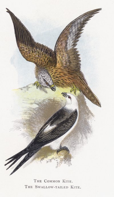 Der Schwarzmilan, Der Schwalbenschwanzmilan von Alexander Francis Lydon