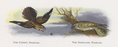 Die Nachtschwalbe, Die Isabellennachtschwalbe von Alexander Francis Lydon