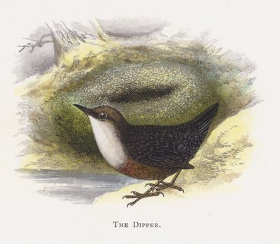 Die Wasseramsel von Alexander Francis Lydon