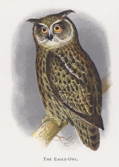 Der Uhu von Alexander Francis Lydon