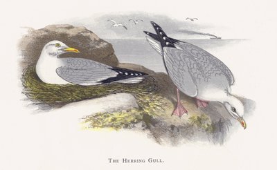 Die Silbermöwe von Alexander Francis Lydon