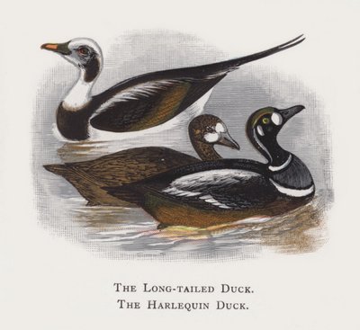 Die Eisente, Die Harlekinente von Alexander Francis Lydon