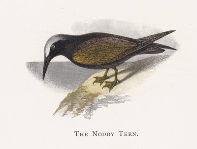 Die Noddiseeschwalbe von Alexander Francis Lydon