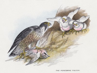 Der Wanderfalke von Alexander Francis Lydon