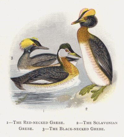 Der Rothalstaucher, Der Ohrentaucher, Der Schwarzhalstaucher von Alexander Francis Lydon
