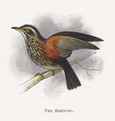 Die Rotdrossel von Alexander Francis Lydon