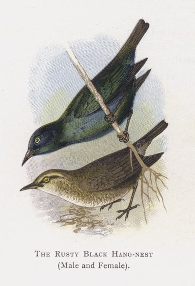 Der Rostige Schwarze Hangnest, Männlich und Weiblich von Alexander Francis Lydon