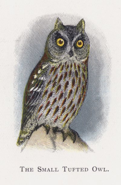 Die Kleine Büscheleule von Alexander Francis Lydon