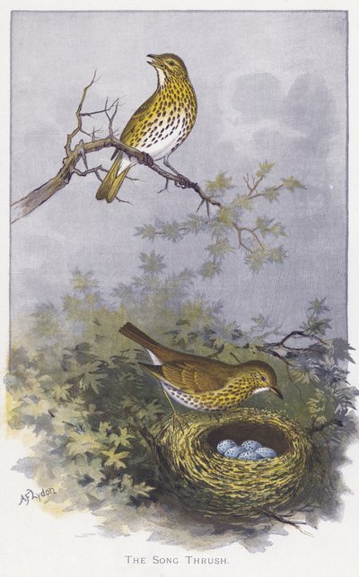 Die Singdrossel von Alexander Francis Lydon