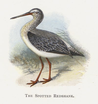 Der Dunkle Wasserläufer von Alexander Francis Lydon